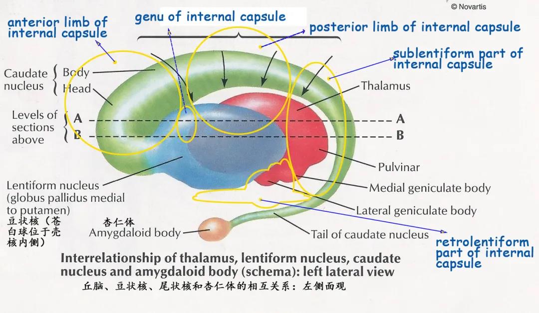 位於大腦白質深部,其主要由尾狀核,豆狀核,屏狀核,杏仁核組成