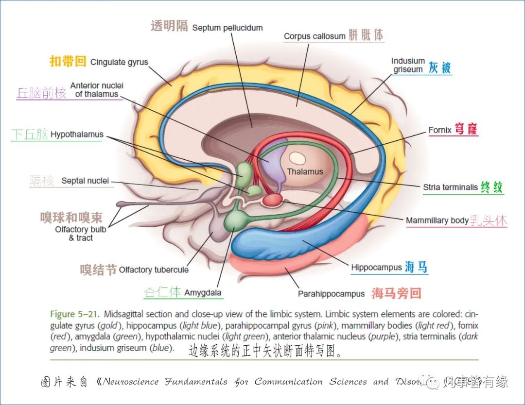 杏仁体切除案例图片