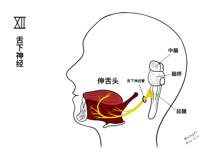 舌下神经损伤导致伸舌偏斜十二对颅神经在颅底穿行的简图临床常见的