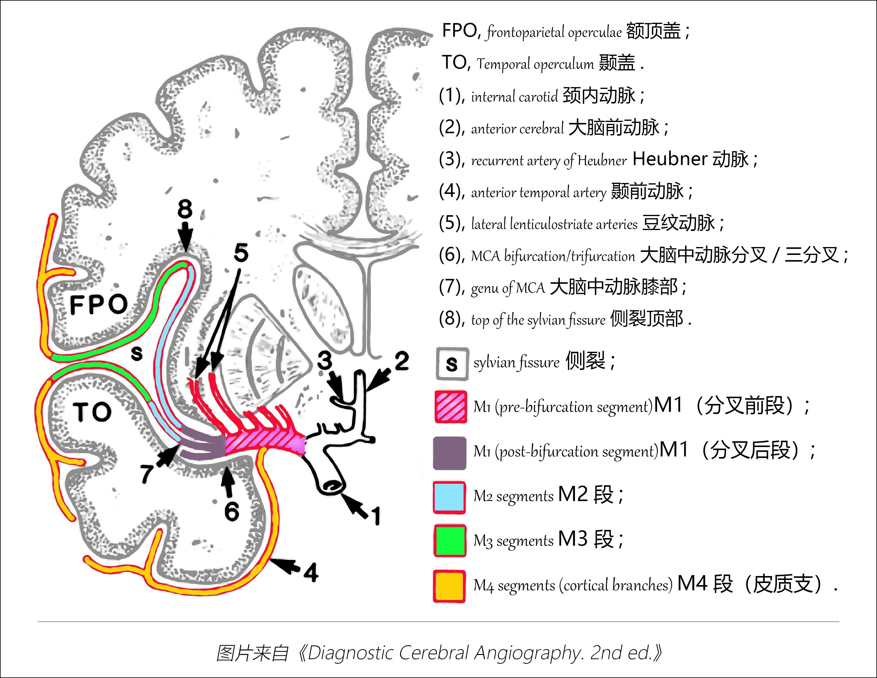 大脑动脉环解剖图图片