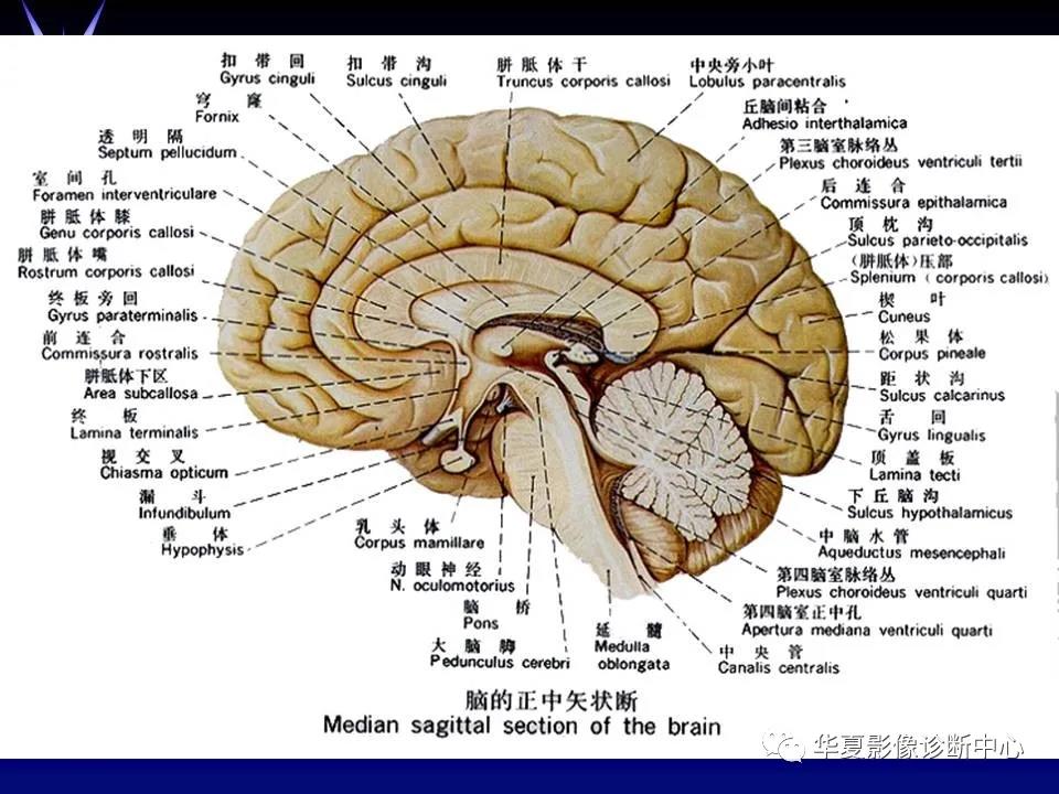 端脑内囊图片