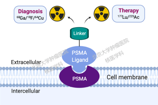 壹生资讯 Psma靶向诊疗一体化助力前列腺癌精准诊疗 北京大学肿瘤医院核医学科