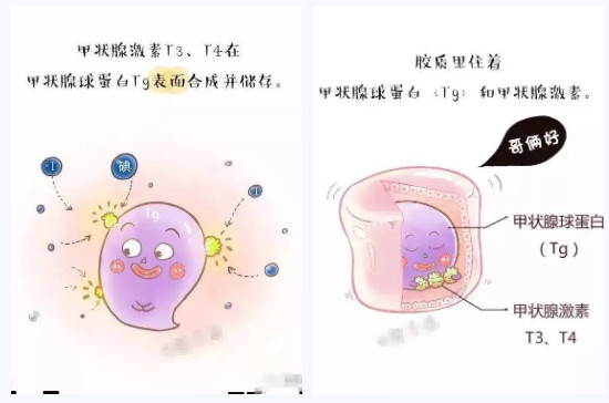 甲状腺球蛋白结构图片