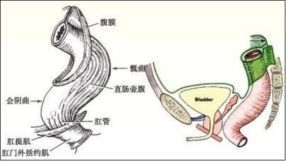 肛门括约肌示意图图片