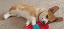 微信图片_20200819182431.gif