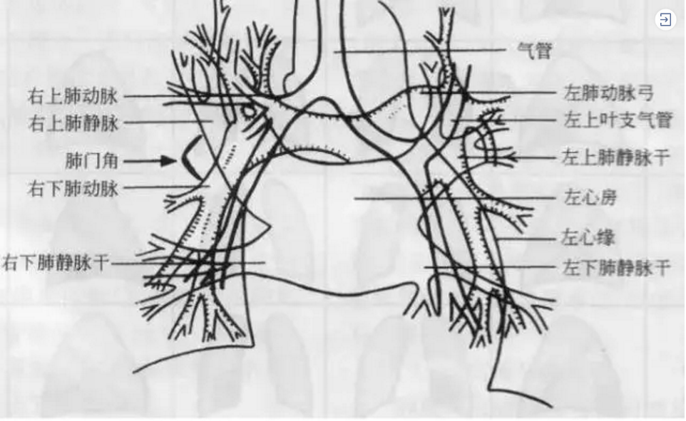 肺动脉位置图片图片