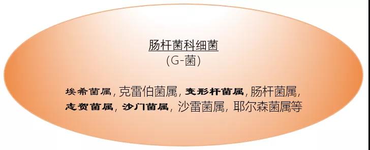 再也不愁記不住:萬古黴素,替加環素,利奈唑胺,多黏菌素的抗菌譜!