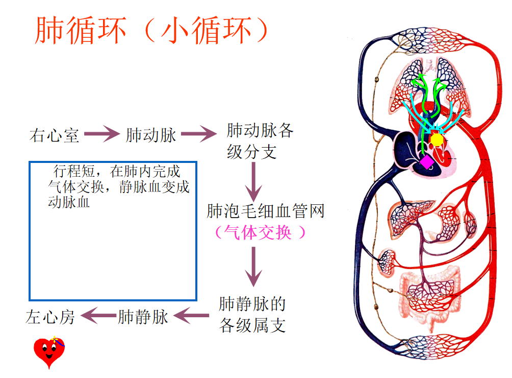 体循环和肺循环模式图图片