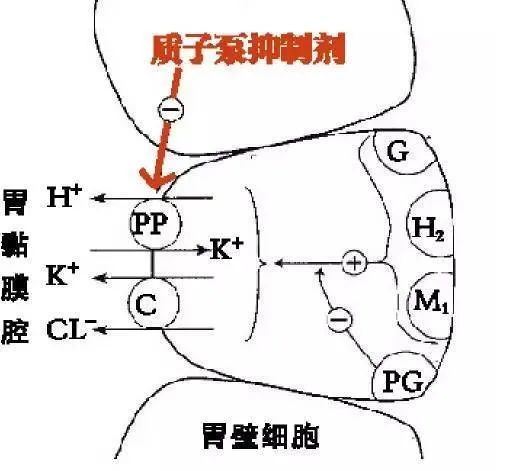 唑,拉普拉唑等,通過特異性地作用於胃壁細胞內管胞膜上的h /k -atp酶