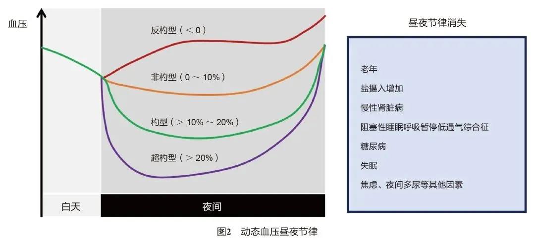 杓型:夜间血压较日间降低10%~20%; 非杓型:夜间血压下降不足