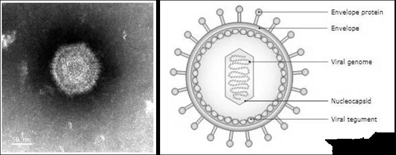 eb病毒结构示意图图片
