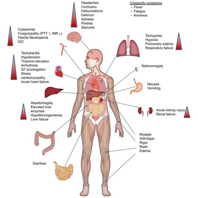 它们不仅会杀死病毒,还会对正常细胞造成伤害,进而导致全身器官组织