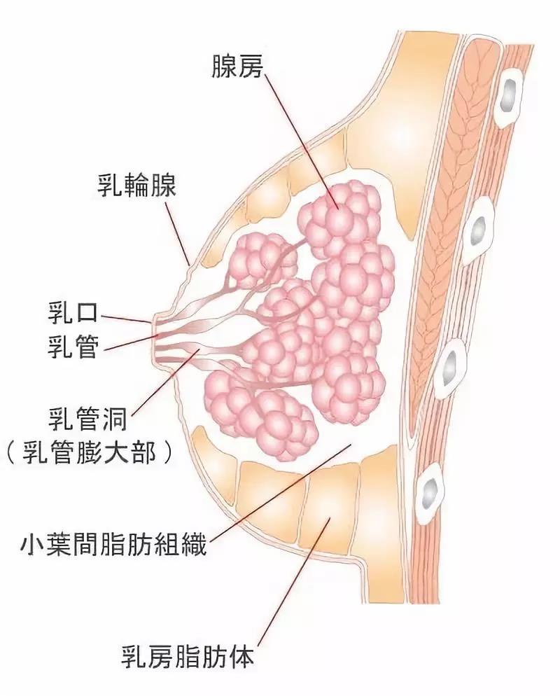 正常乳房腺体图图片