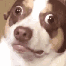 微信图片_20200531102206.gif