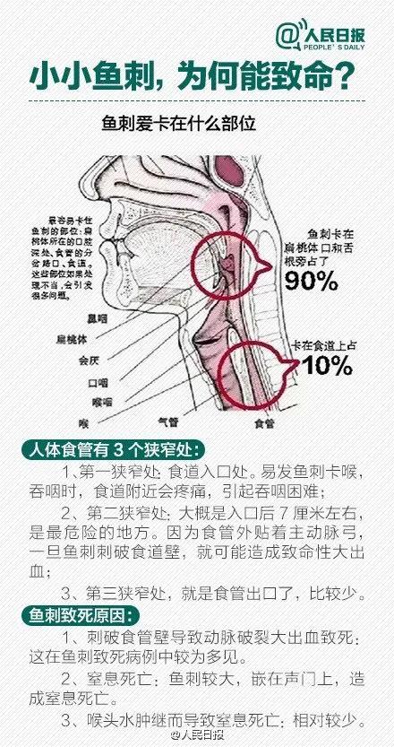 食管的毗邻图片