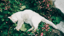 微信图片_20200525114010.gif