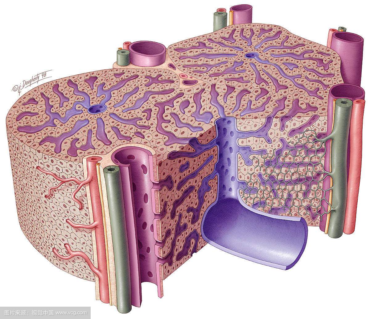 肝脏的组织结构图片图片