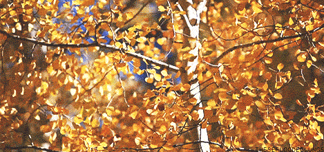 微信图片_20200924172952.gif