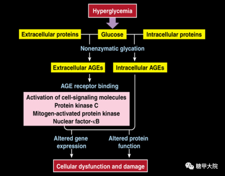 糖尿病大血管病變發病機制——晚期糖基化終產物(ages)途徑