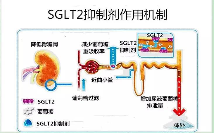 敏使朗药理机制图片