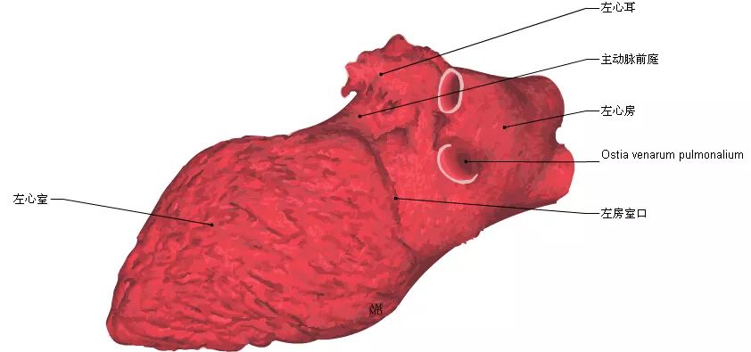超全心脏解剖图值得收藏